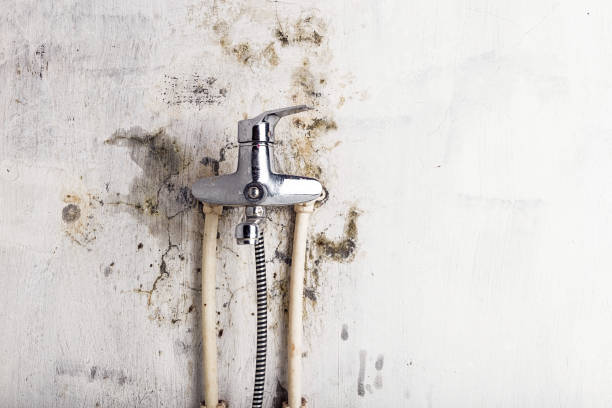 Best Commercial Mold Removal  in Brookwood, AL