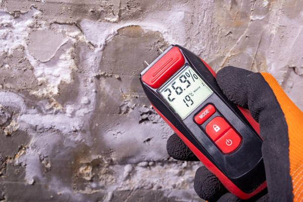 Best Fast Mold Removal  in Brookwood, AL