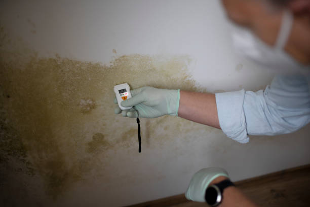 Office Mold Removal Services in Brookwood, AL