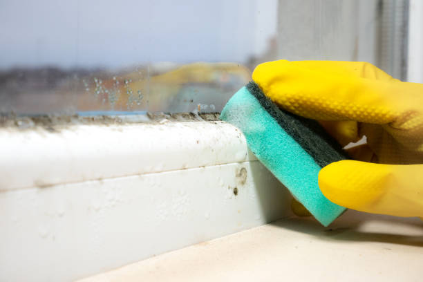 Best Mold Testing  in Brookwood, AL