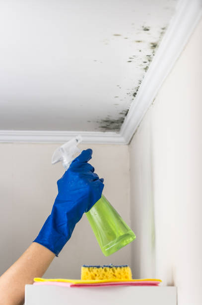 Best Residential Mold Removal  in Brookwood, AL