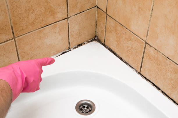 Best Crawl Space Mold Removal  in Brookwood, AL