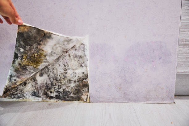 Best Local Mold Removal Service  in Brookwood, AL